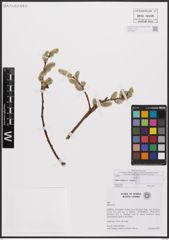 Foto von Salix caprea L.